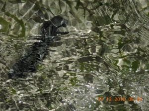 Havelock Island