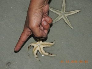 Havelock Island
