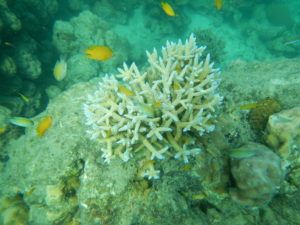 Havelock Island